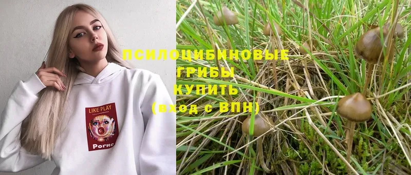 Псилоцибиновые грибы Psilocybe  Амурск 